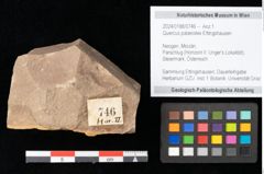 Foto (Objekt + Etikett) von Quercus palaeoilex Ettingshausen (NHMW-GEO-2024-0188-0746)